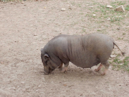 haengebauchschwein.jpg