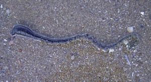300px-Wurm.jpg