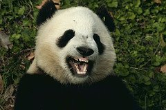 panda1.jpg