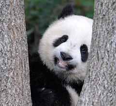 panda2.jpg